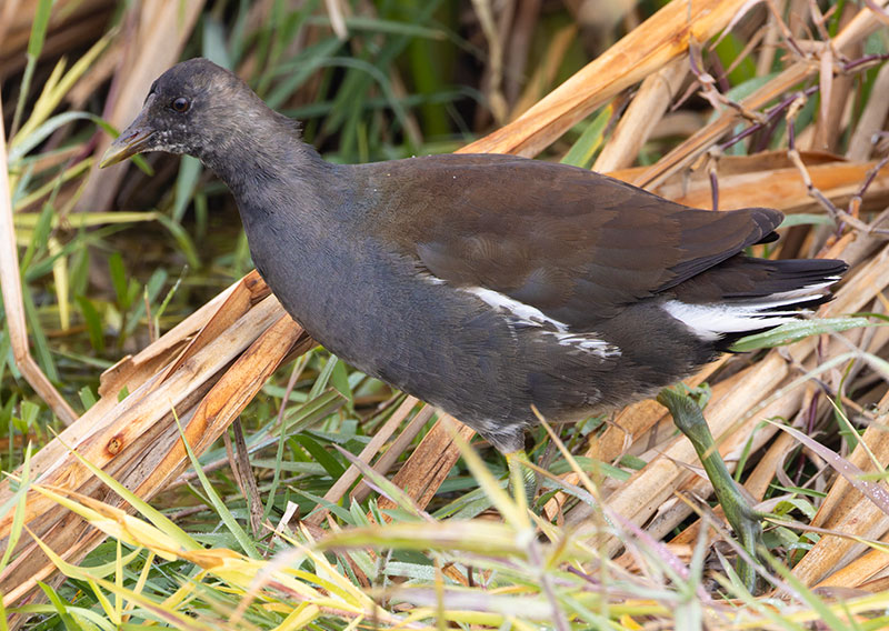 Common Gallinule Gallinula galeata (formerly Common Moorhen Gallinula chloropus)