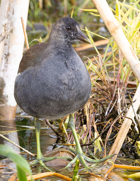 Common Gallinule Gallinula galeata (formerly Common Moorhen Gallinula chloropus)
