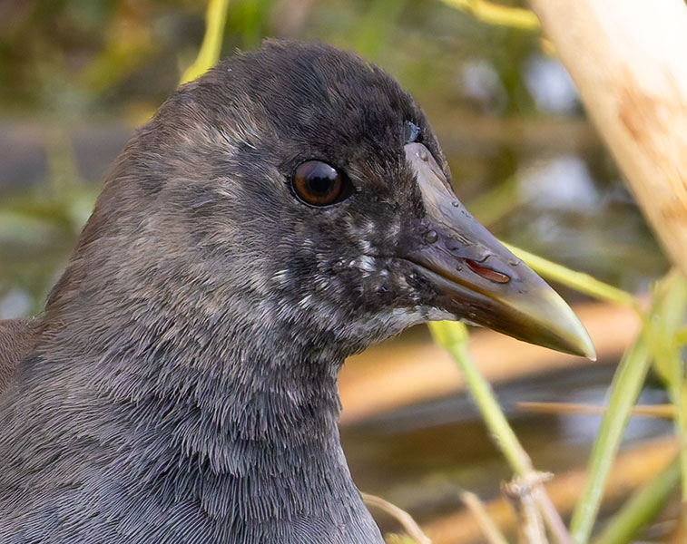 Common Gallinule Gallinula galeata (formerly Common Moorhen Gallinula chloropus)