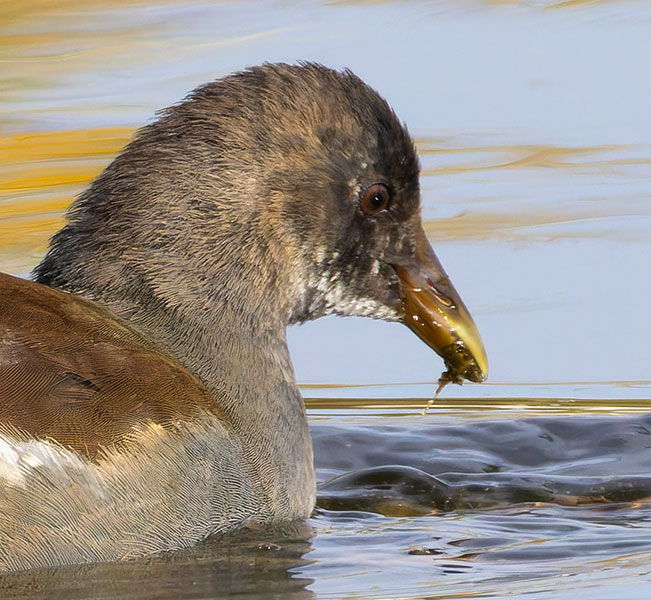 Common Gallinule Gallinula galeata (formerly Common Moorhen Gallinula chloropus)