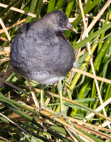 Common Gallinule Gallinula galeata (formerly Common Moorhen Gallinula chloropus)
