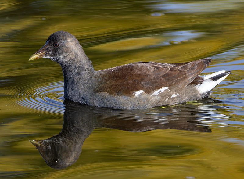 Common Gallinule Gallinula galeata (formerly Common Moorhen Gallinula chloropus)