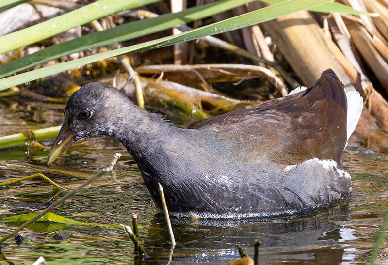 Common Gallinule Gallinula galeata (formerly Common Moorhen Gallinula chloropus)