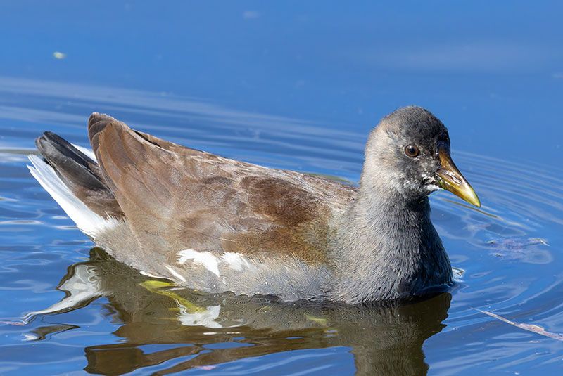 Common Gallinule Gallinula galeata (formerly Common Moorhen Gallinula chloropus)