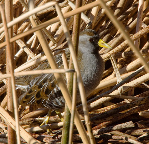 Sora Porzana carolina 