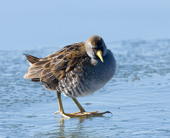 Sora Porzana carolina 