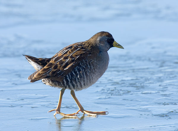 Sora Porzana carolina 