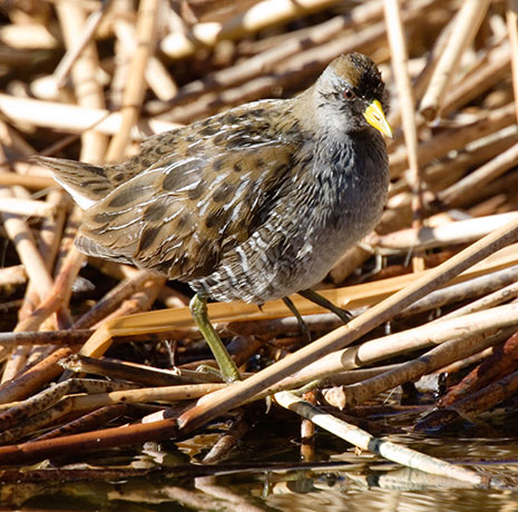 Sora Porzana carolina 