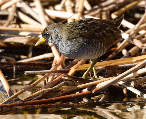 Sora Porzana carolina 
