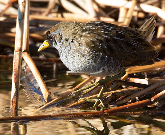 Sora Porzana carolina 