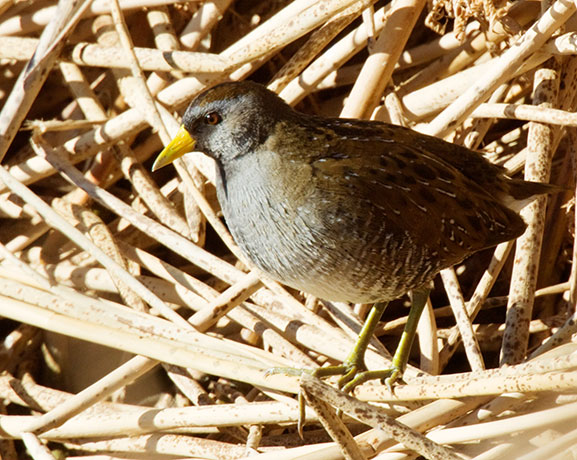 Sora Porzana carolina 