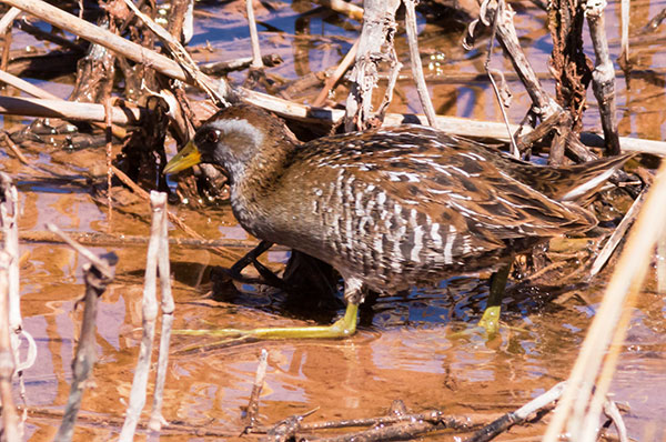 Sora Porzana carolina 