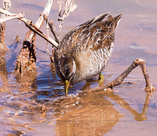 Sora Porzana carolina 