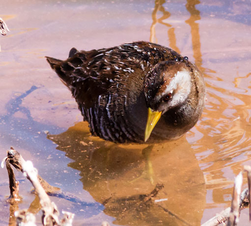 Sora Porzana carolina 