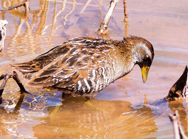 Sora Porzana carolina 