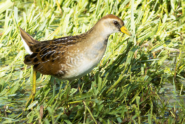 Sora Porzana carolina 