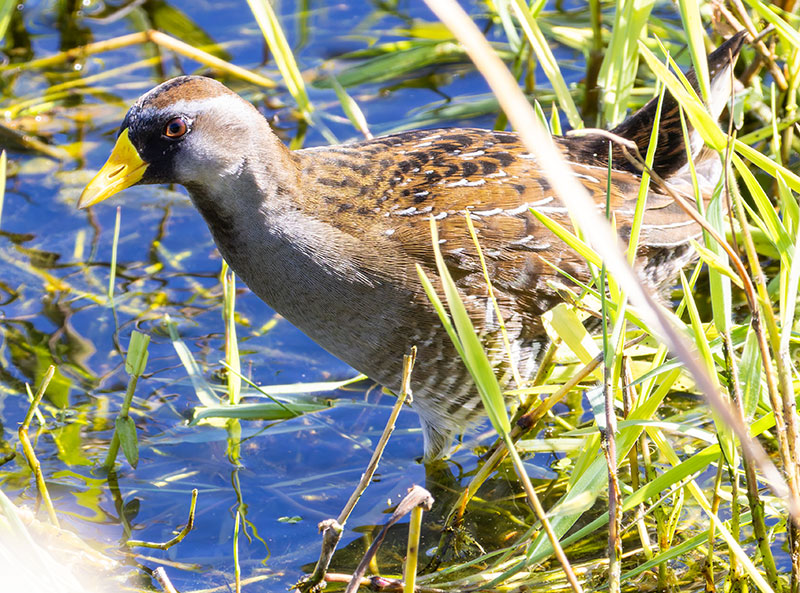 Sora Porzana carolina 