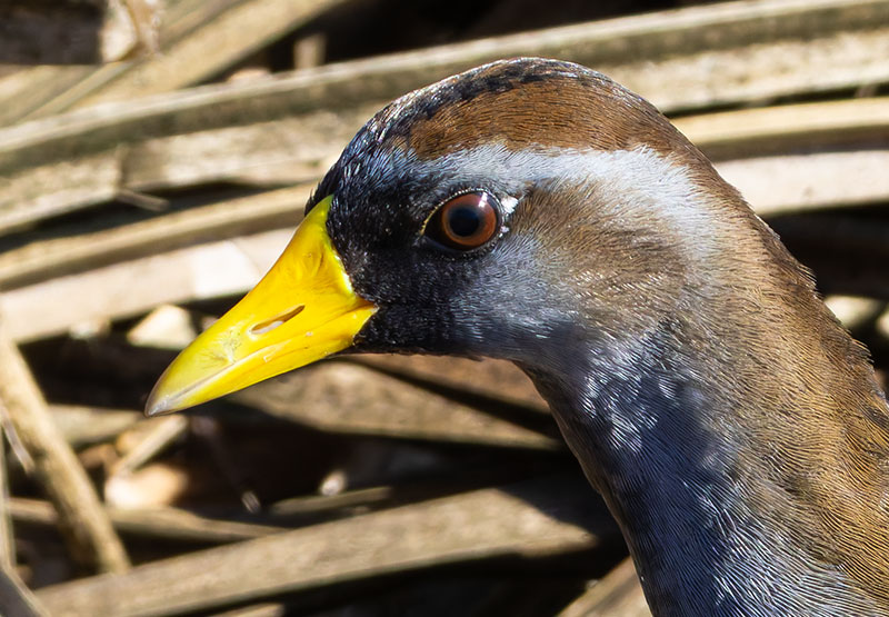 Sora Porzana carolina 
