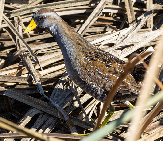 Sora Porzana carolina 
