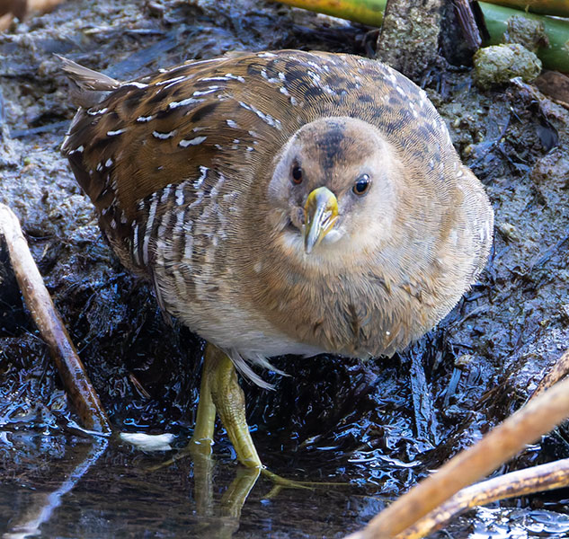 Sora Porzana carolina 