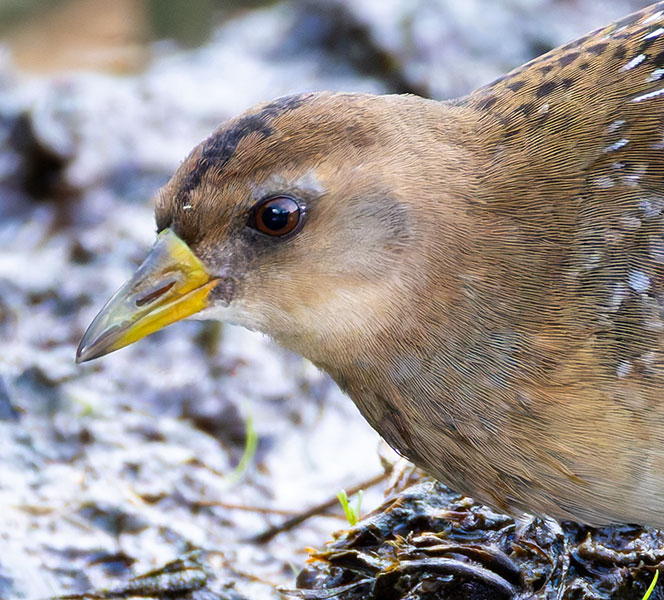 Sora Porzana carolina 