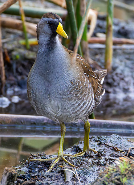 Sora Porzana carolina 