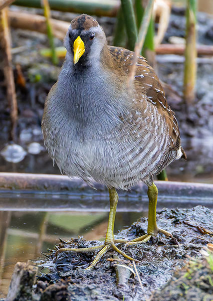 Sora Porzana carolina 