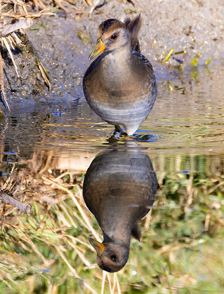 Sora Porzana carolina 