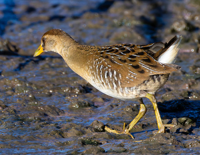 Sora Porzana carolina 