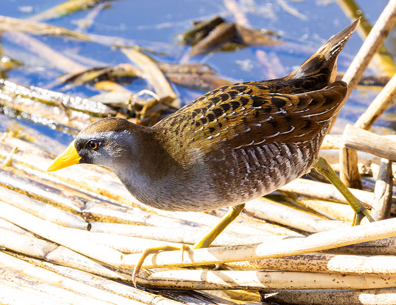 Sora Porzana carolina 