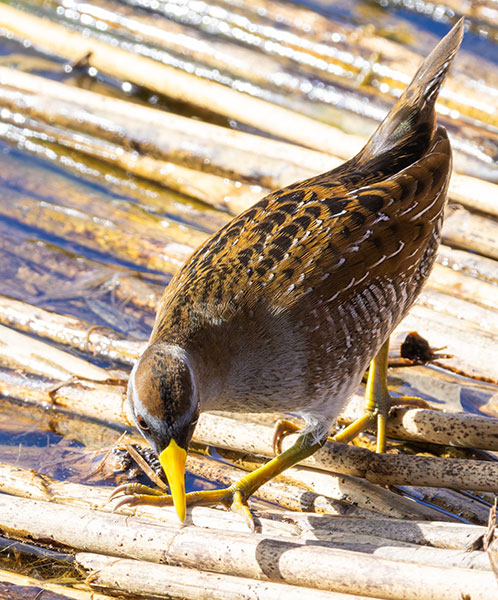 Sora Porzana carolina 