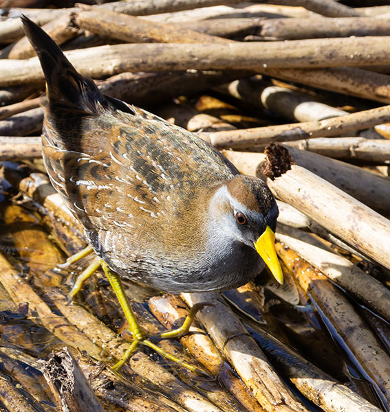 Sora Porzana carolina 