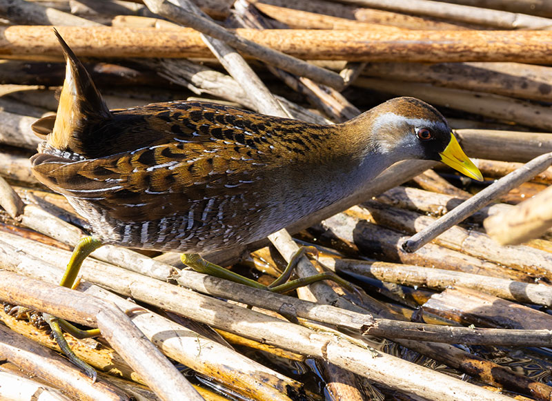 Sora Porzana carolina 