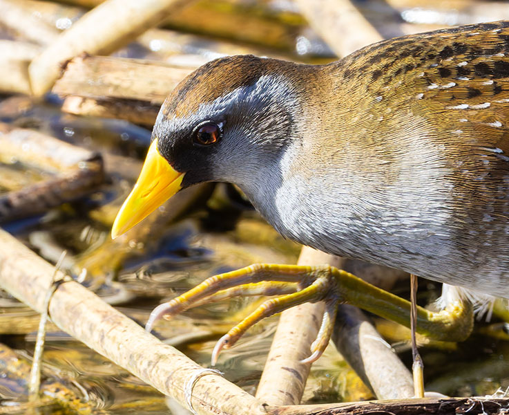 Sora Porzana carolina 