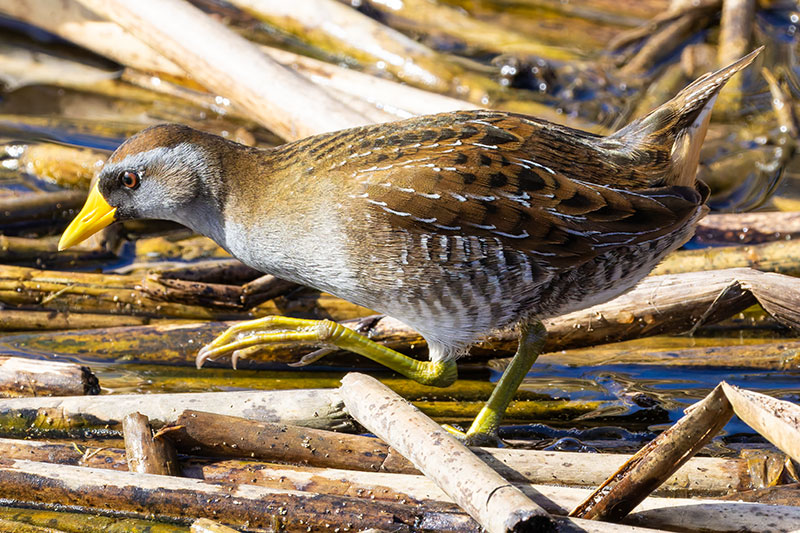 Sora Porzana carolina 