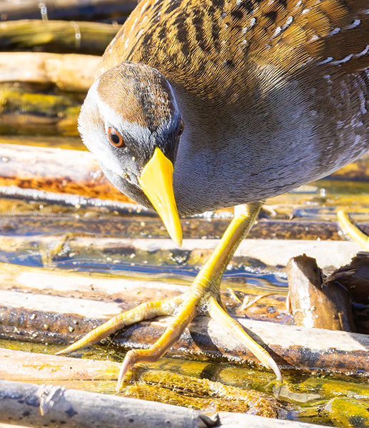 Sora Porzana carolina 