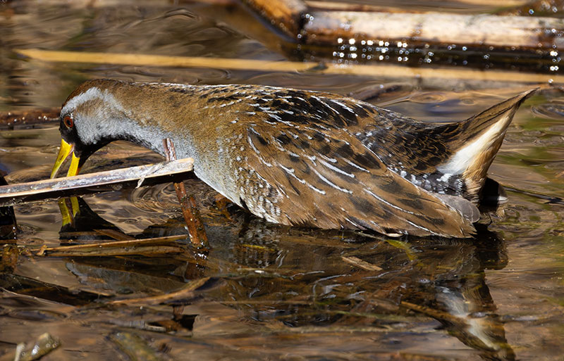 Sora Porzana carolina 