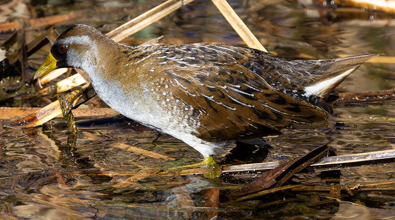 Sora Porzana carolina 