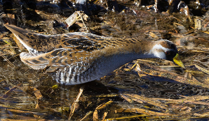 Sora Porzana carolina 