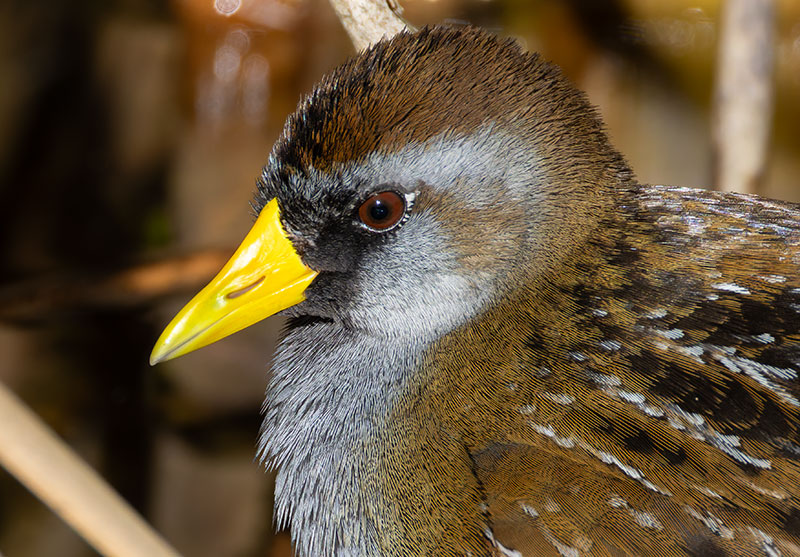 Sora Porzana carolina 