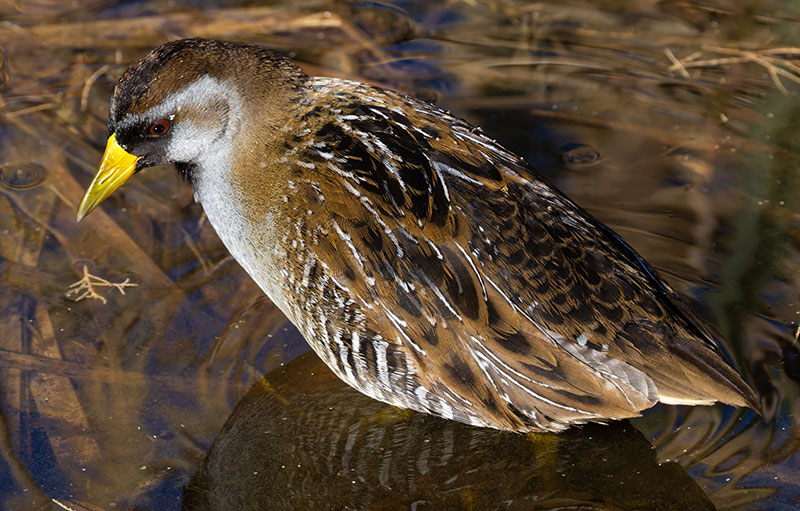 Sora Porzana carolina 