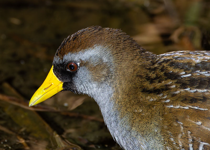 Sora Porzana carolina 