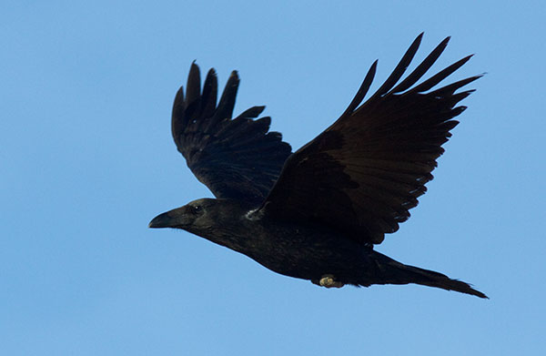 Common Raven Corvus corax 