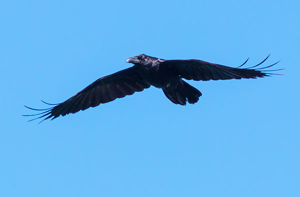 Common Raven Corvus corax 