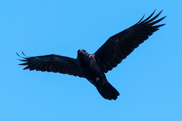 Common Raven Corvus corax 