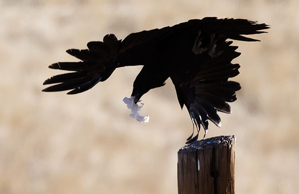 Common Raven Corvus corax 