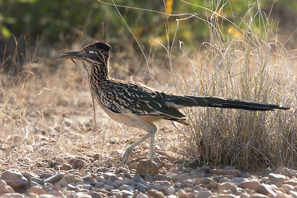 Greater Roadrunner Geococcyx californianus with lizard