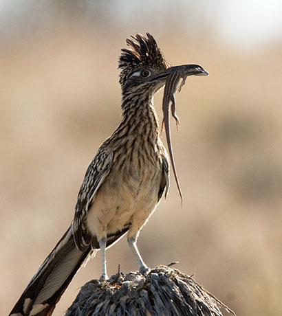 Greater Roadrunner Geococcyx californianus with lizard vertical
