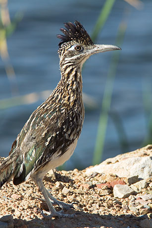 Greater Roadrunner Geococcyx californianus 
