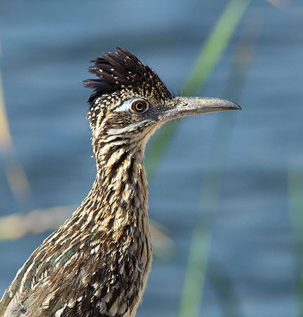 Greater Roadrunner Geococcyx californianus 